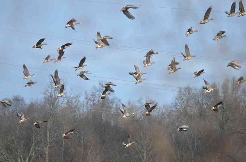 Geese prove more difficult to count during aerial surveys due their tendency to flush and fly before approaching aircraft.(Special to The Commercial/Richard Ledbetter)