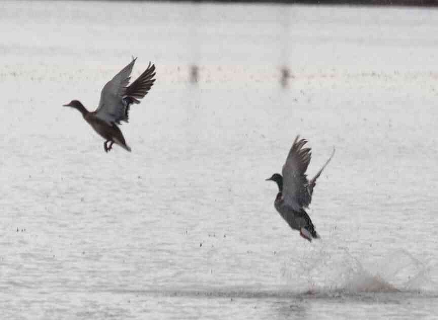 Survey shows decline in state duck numbers