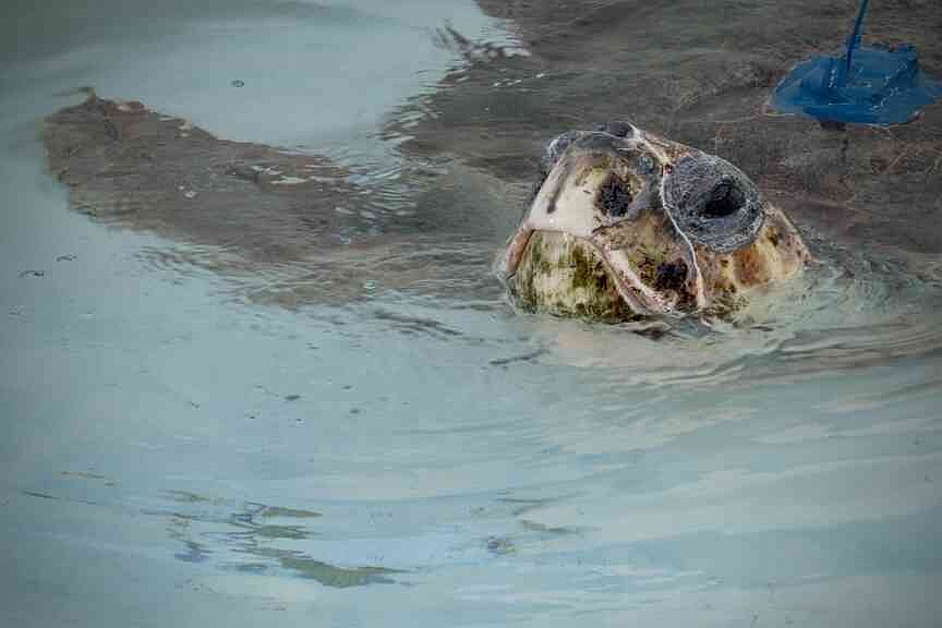 Loggerhead sea turtle with 3 flippers swims free after Florida rehab ...