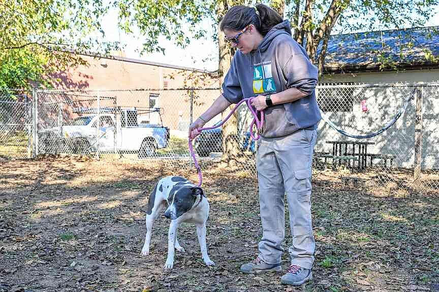 Fayetteville seeks input on proposed Animal Services facility during two events this week | Arkansas Democrat Gazette