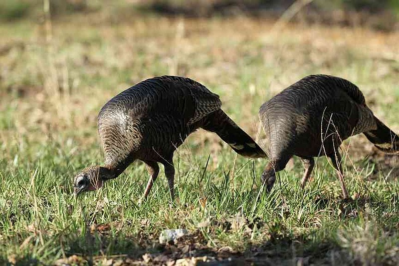 Turkey hens need a variety of cover types to produce a clutch of eggs, hatch them and raise the poults. (Special to The Commercial/Arkansas Game and Fish Commission)