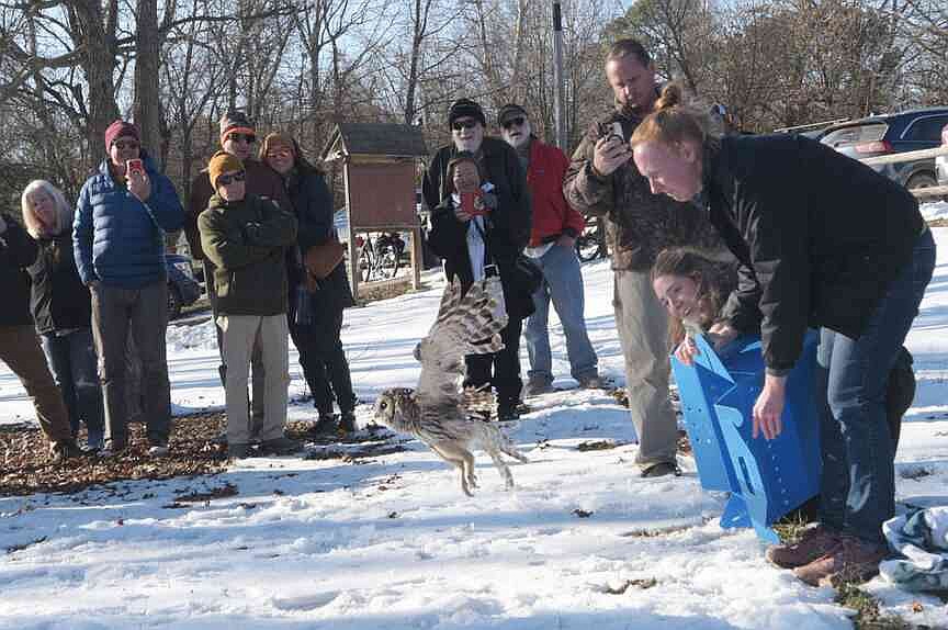Free bird: Barred owl returns to the sky in Fayetteville after six months of rehabilitation