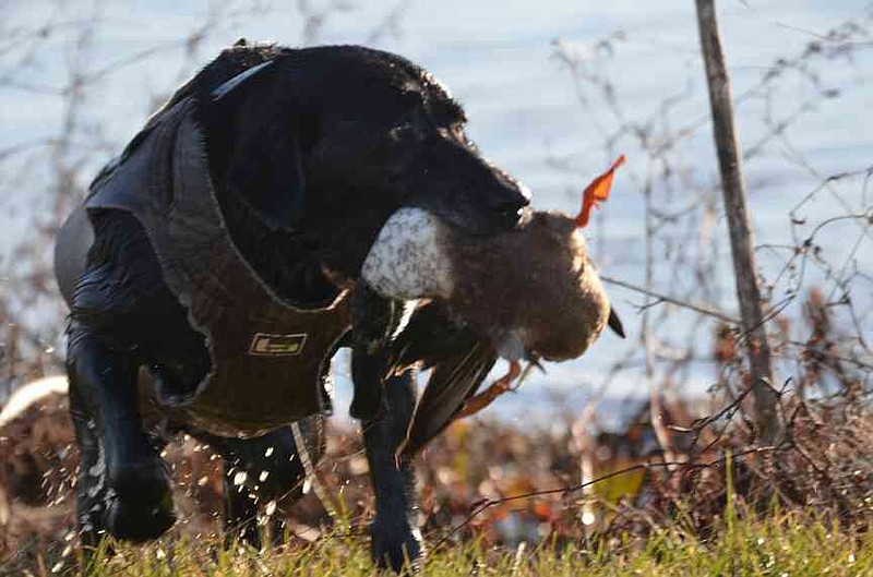 Black Labrador, Diamond, makes one final retrieve for the 2025-26 season. (Special to The Commercial/Richard Ledbetter)