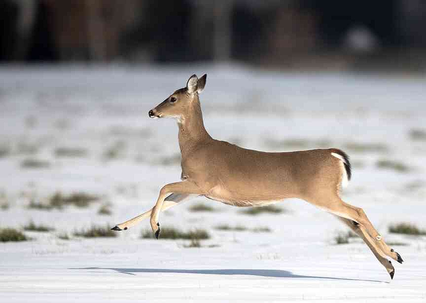 Fishing, hunting regulations streamlined under proposed changes heard by Arkansas Game and Fish Commission