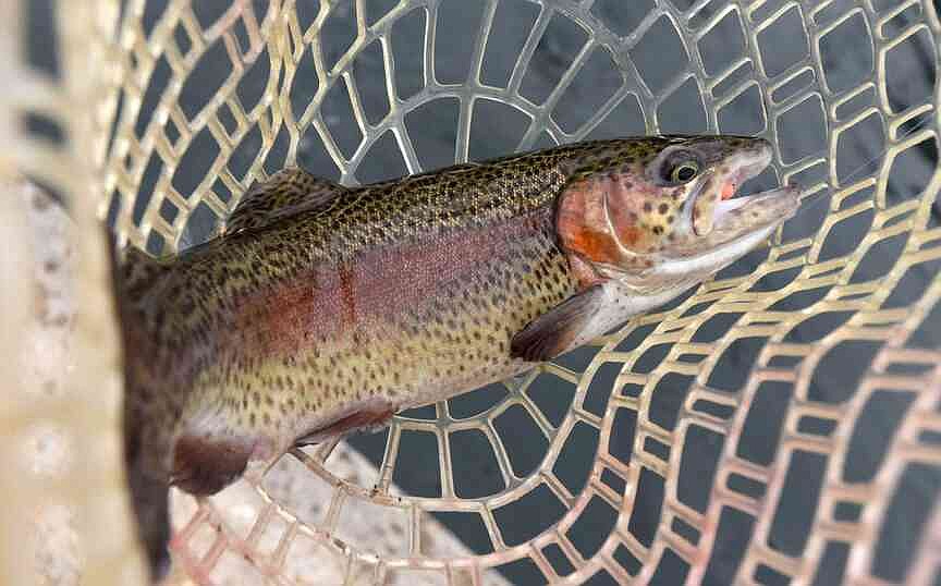Missouri catch, keep season opens at state’s four trout parks