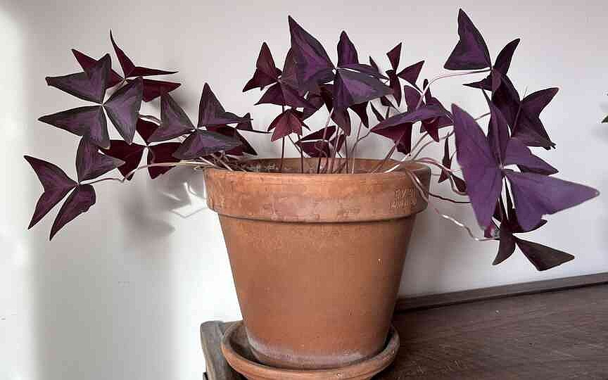 planting potted lavender 18in Tall Lavender Plant In a Black Pot