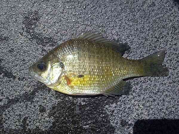 Expert: Bluegill have potential as sportfish for Arkansas pond owners