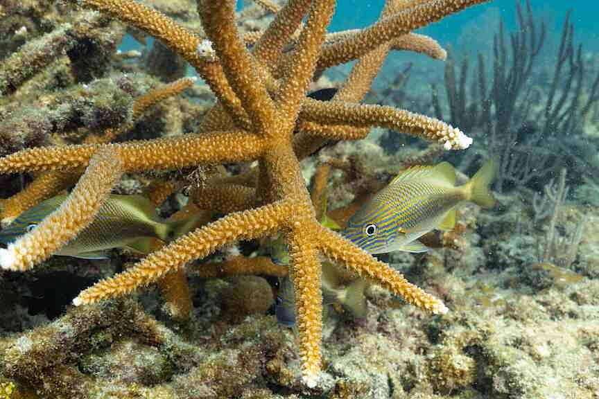 Army Corps project endangers coral’s final refuge