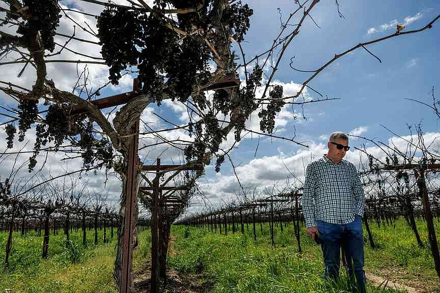 arkansasonline.com - Iris Kwok The Los Angeles Times (TNS) - Wineries struggle as buyers dwindle | Arkansas Democrat Gazette