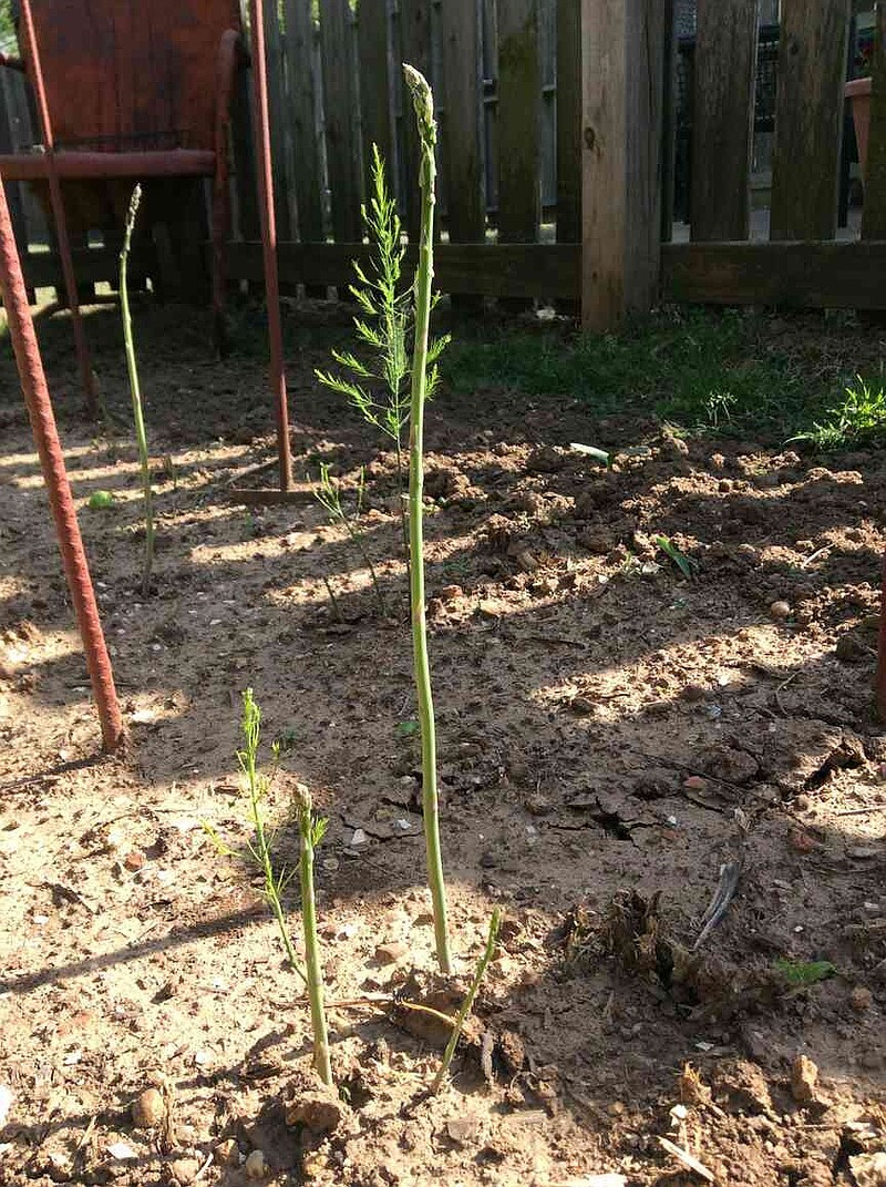 All about asparagus: Springtime is the season to enjoy this perennial  vegetable  but it takes 3 years before harvest | The Arkansas  Democrat-Gazette - Arkansas' Best News Source