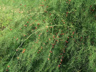 All about asparagus: Springtime is the season to enjoy this perennial  vegetable  but it takes 3 years before harvest | The Arkansas  Democrat-Gazette - Arkansas' Best News Source
