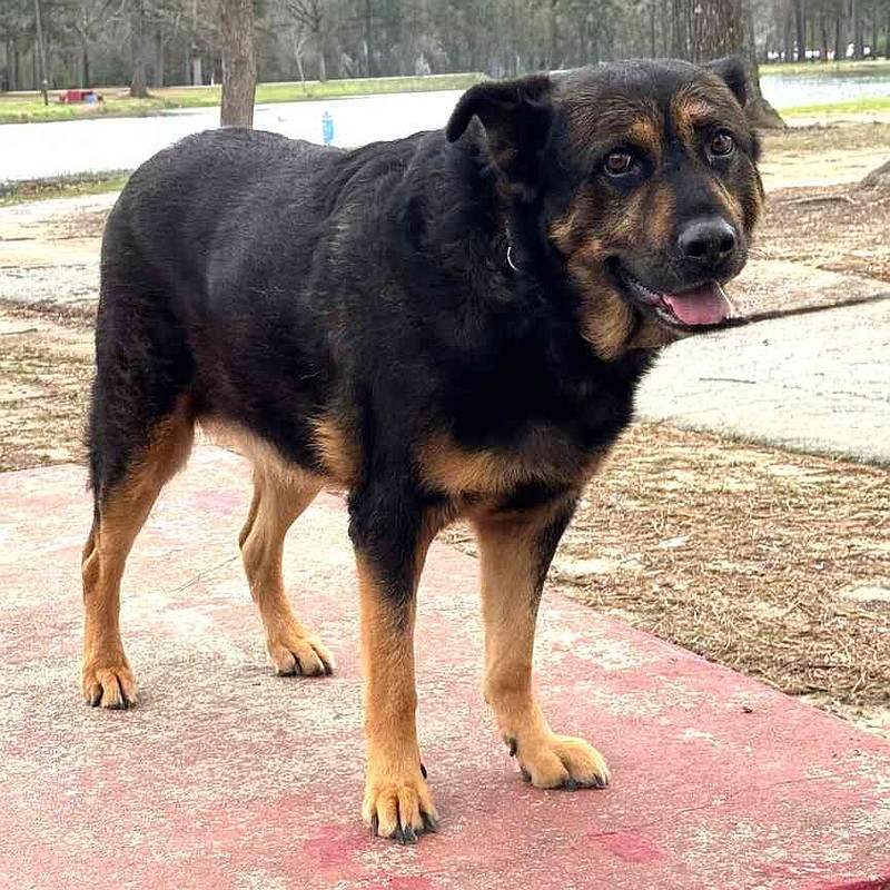 Pet of the Week: Sasha