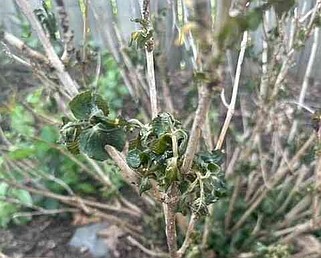 Be patient with hydrangeas that have wilted leaves from the recent grow. They should regrow. 

(Special to the Democrat-Gazette)