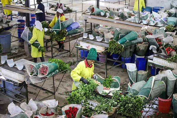 Kenyan flower industry losing millions | The Arkansas Democrat