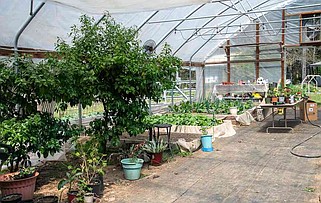 WATCH | From despair to sanctuary: Royal Sanctuary Therapy Farm offers healing through animals, nature