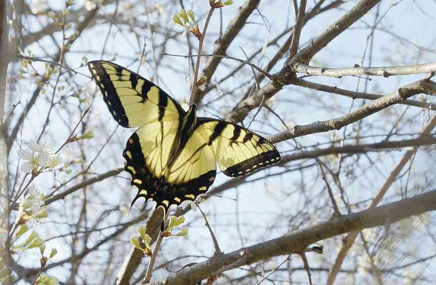 Outdoor events: Learn about a butterfly's life, take a walk