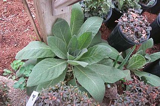 The plant in this reader's photo is a common mullein, sometimes called wooly mullein for the soft, felt-like foliage. While some people consider it a weed, others use it as a biennial. 
(Special to the Democrat-Gazette)