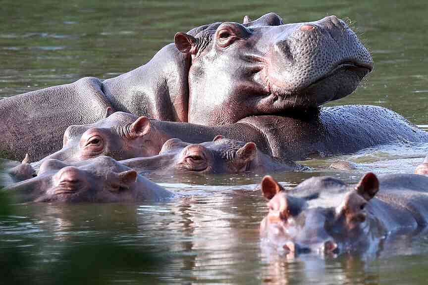 Colombia authorizes plan to cull hippos