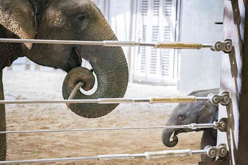 National Zoo shows off 3rd baby elephant