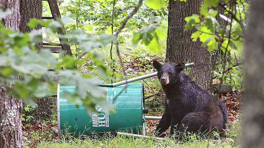 Spring has bears on the move; open trash cans, wildlife feeders and cooking grease attractive to young black bears