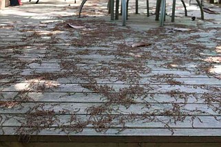 Oak catkins, the male flowers of the oak tree, are falling on patios and decks right now.
(Special to the Democrat-Gazette)