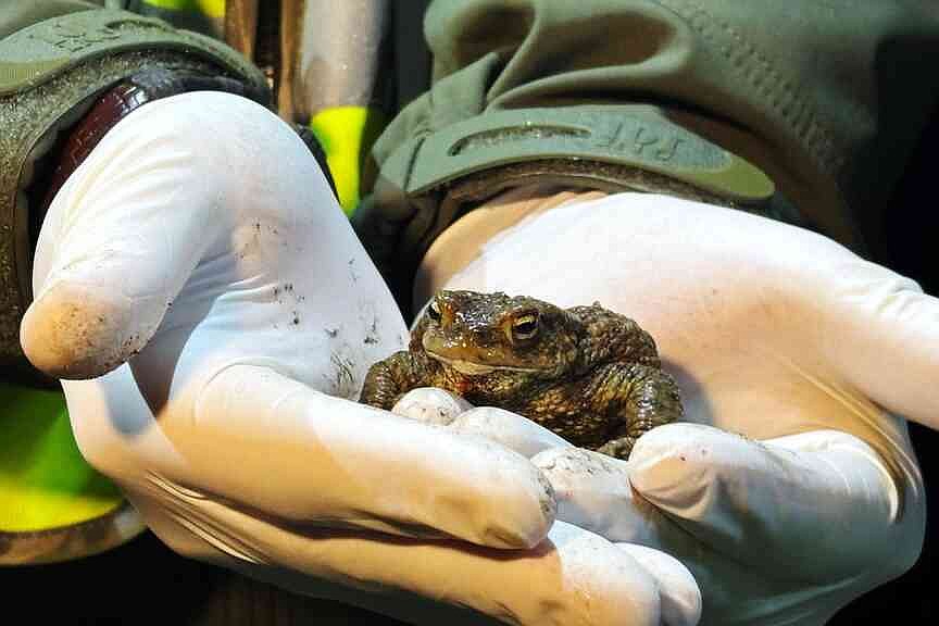 ‘Frog Patrol’ makes sure amphibians travel safely