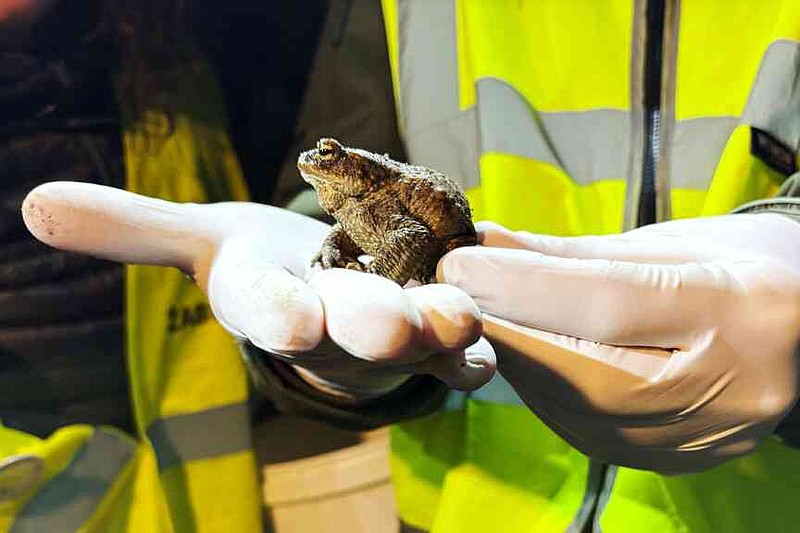 Biologist Krzysztof Klimaszewski holds a common toad during a 'Frog ...
