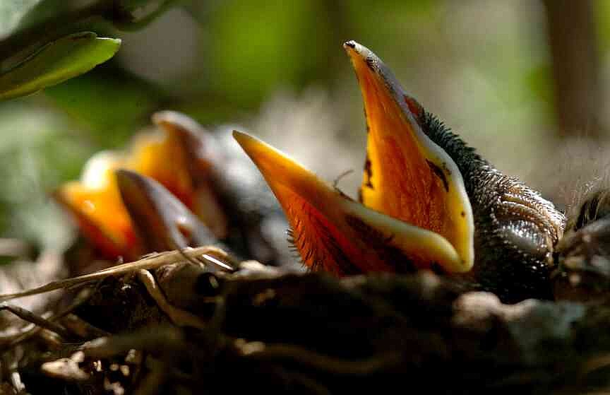 Interfering with newborn or young wildlife can do more harm than good