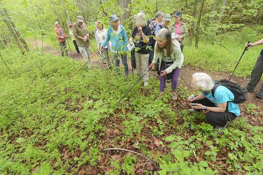 Walk on the wild(flower) side: Northwest Arkansas offers areas to see bright blossoms, spring greenery