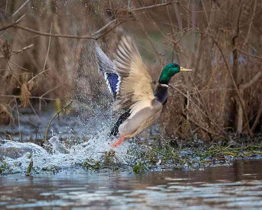 Arkansas Game and Fish Commission panel tweaks fishing, hunting regulations