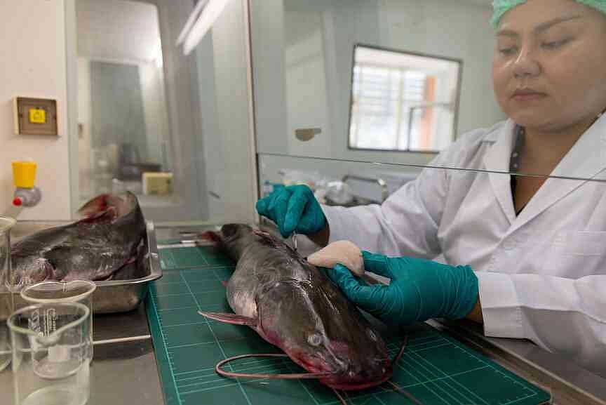 Mining poisoning Mekong River
