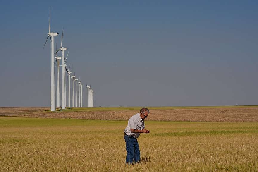 Climate devastating wheat harvests