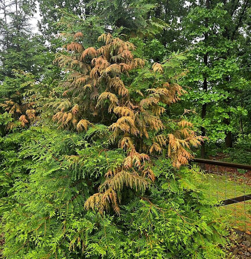 Brown arborvitae in Arkansas often linked to drought stress and botryosphaeria canker