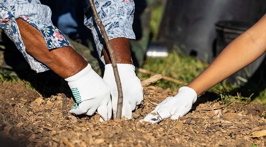 Community gardens take root across Missouri | The McDonald County Press