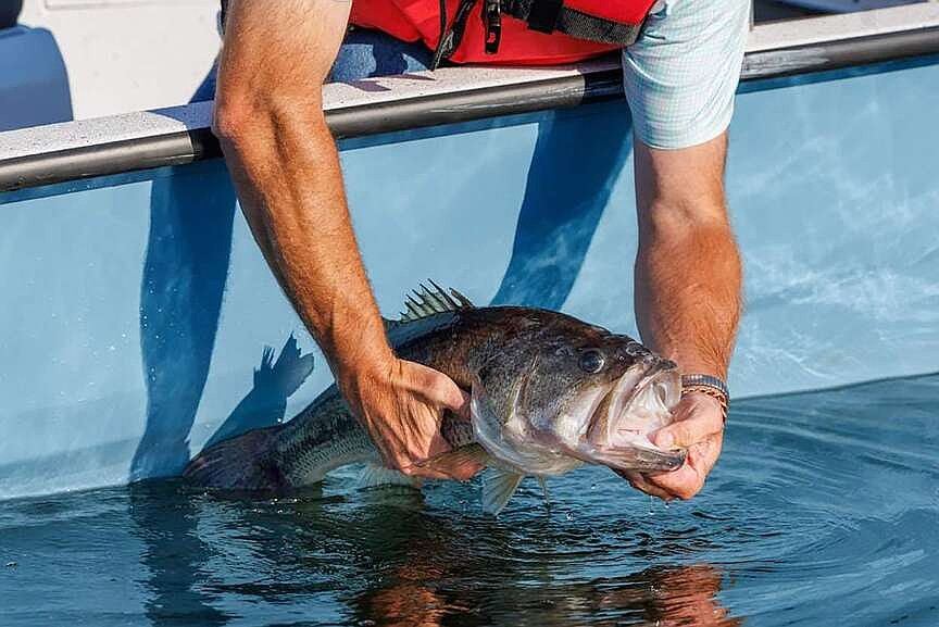 Legacy lunkers back in home lakes; largemouth bass returned to lakes across Arkansas