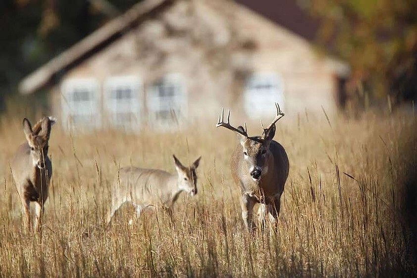 Archery hunters can register for fall urban deer hunts; program helps ...