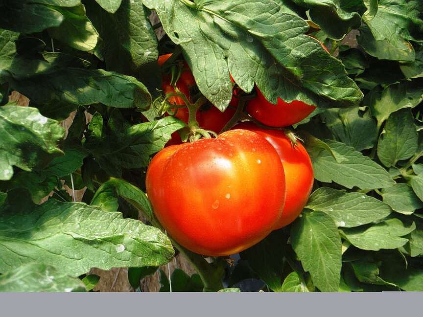 A crop o’ fun: Tomato Festival returns to Ozark Folkways with treats, live music, crafts and a square dance