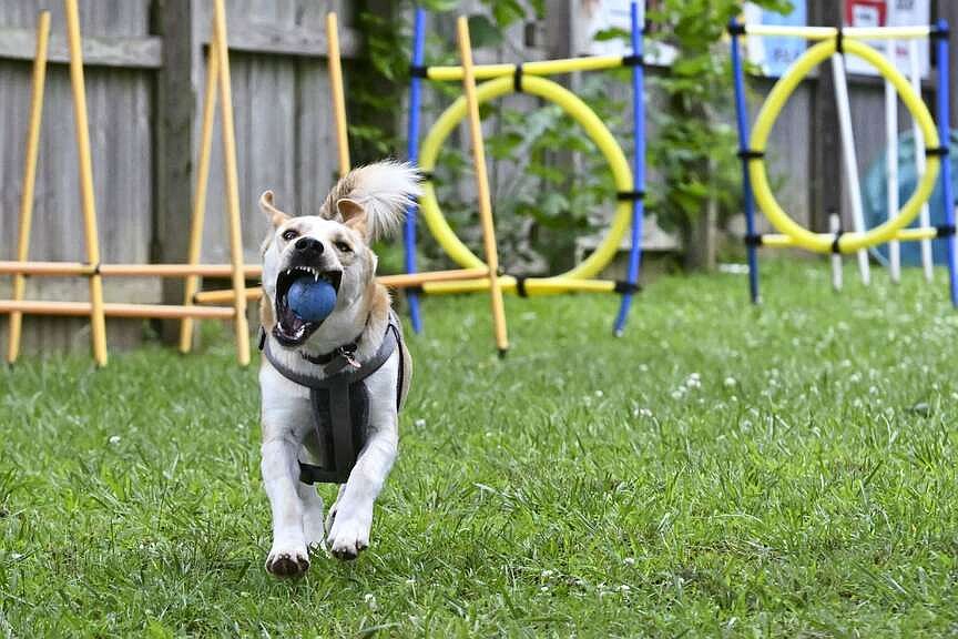 Protecting our pets during the dog days of summer