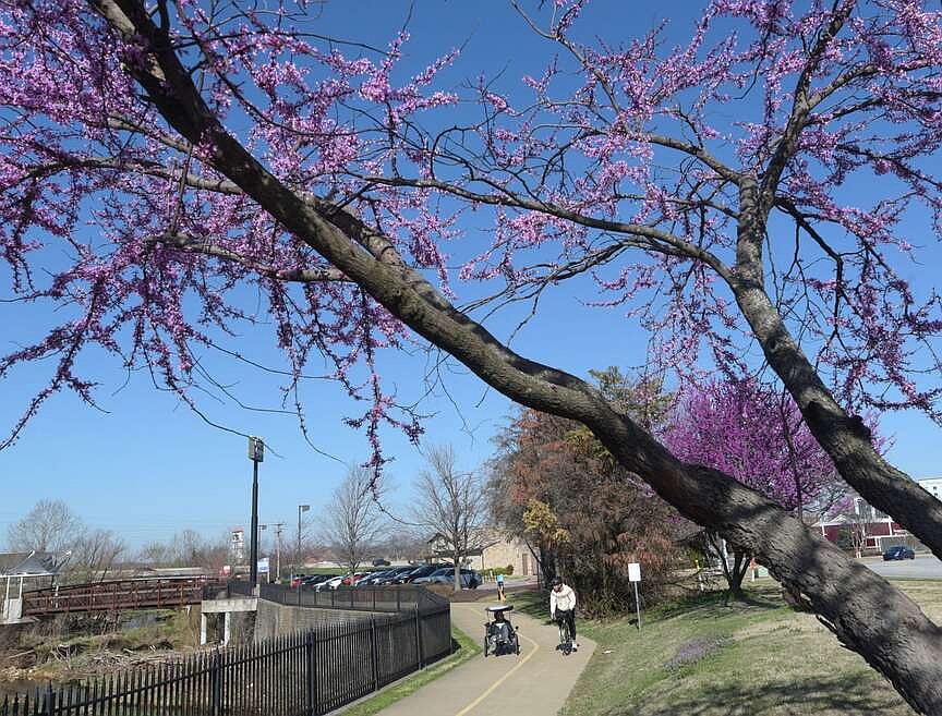 Rogers City Council approves efforts to restore the tree canopy from 2024 tornado