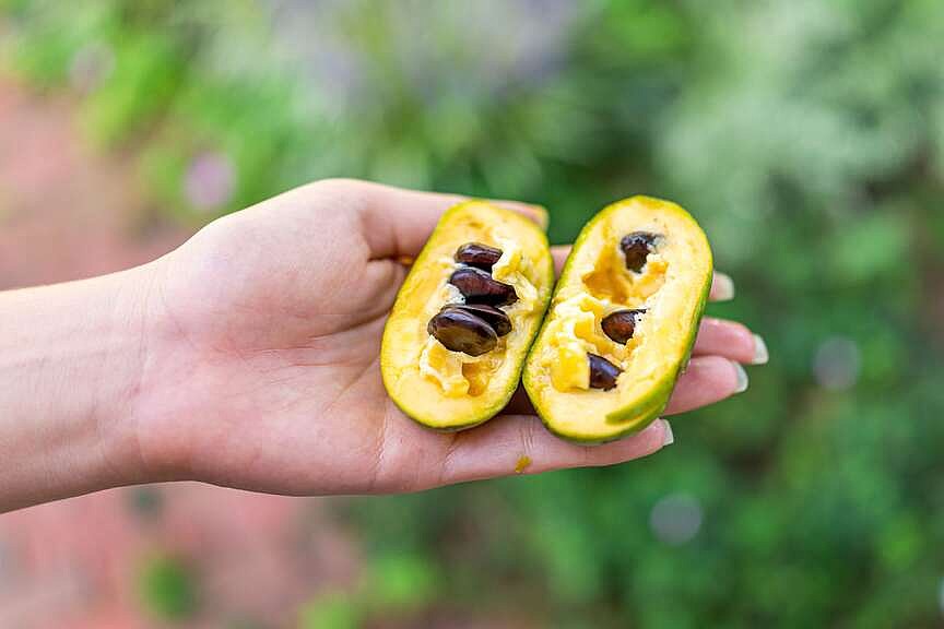 Quick Pick: Boston Mountain Pawpaw Festival returns Sept. 12 to Chester