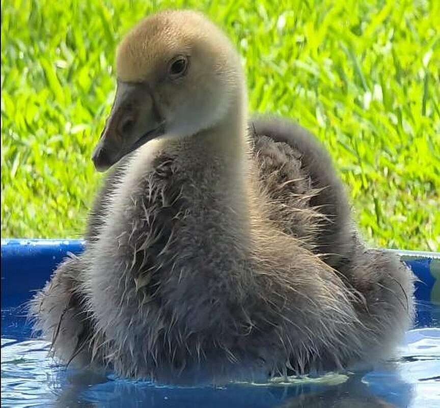 Pet goose’s honking alerts family of fire