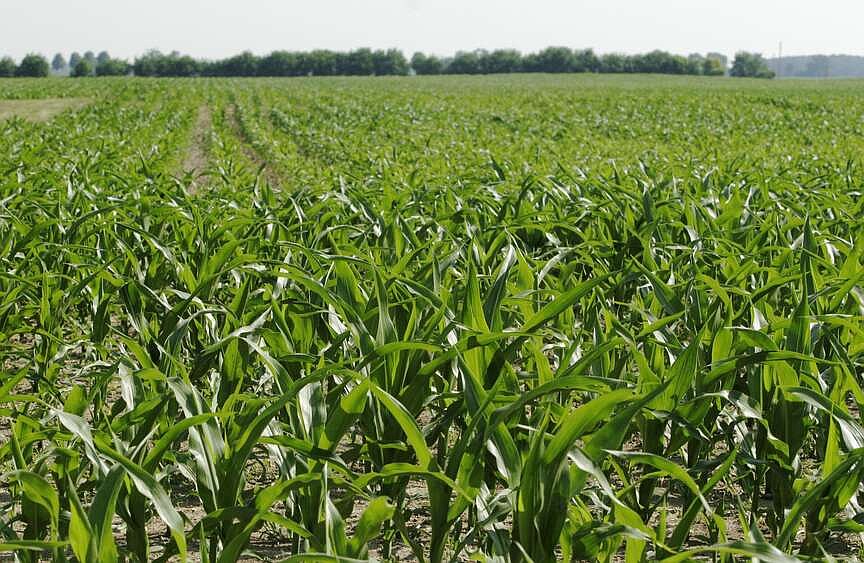 EPA eyes adjustment of biofuel exemptions