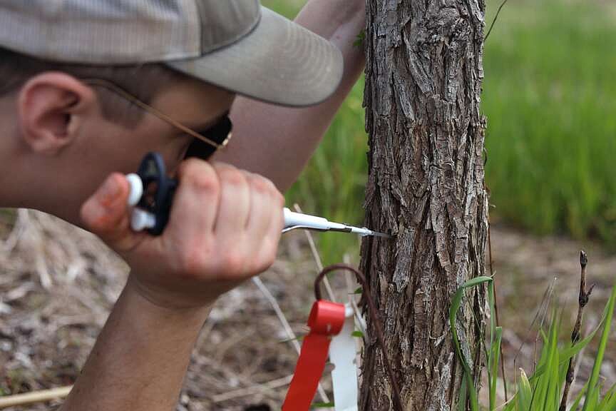 Disease that decimated elm trees could help bring them back
