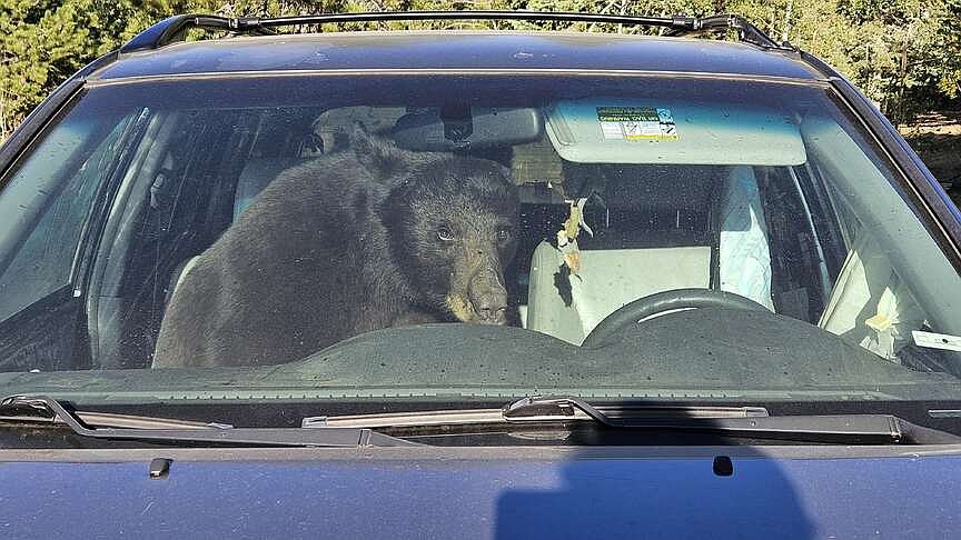 Drought in Rockies spikes bear encounters