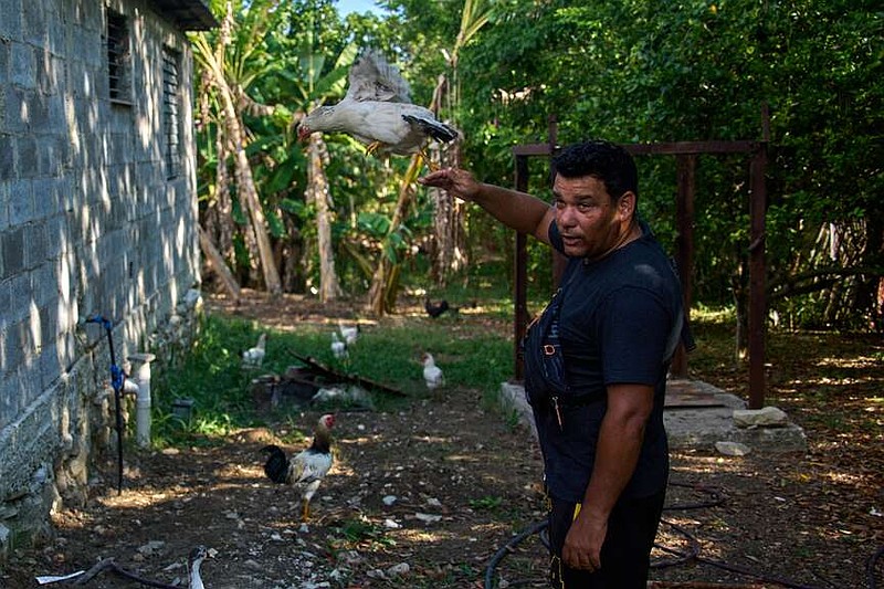 Liexer De La Cruz interacts with his chickens at home in Minas, Cuba's Havana province, Friday, Sept. 4, 2026. (AP Photo/Ramon Espinosa)
