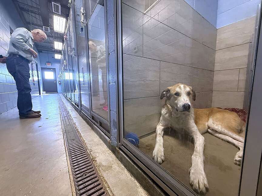 Fayetteville city staff recommends 15th Street site for Animal Services facility