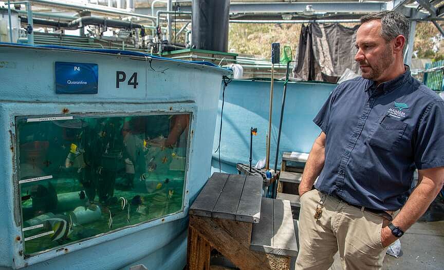 Aquarium rescues scores of trafficked sea creatures