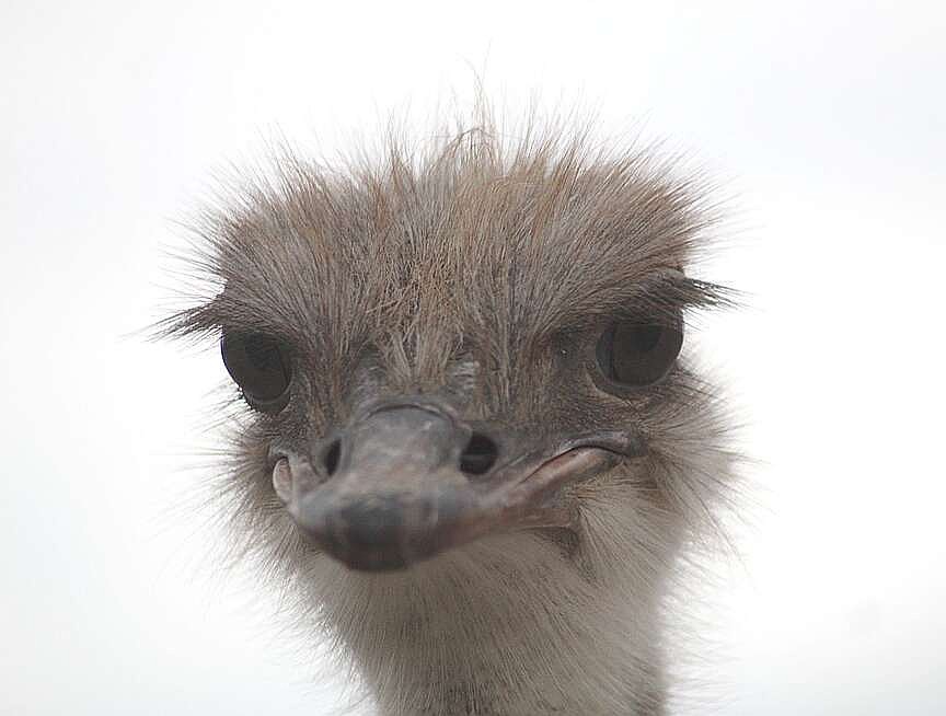 Local ostrich, emu farm offers red meat alternative