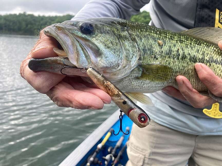 Autumn anglers: Beaver Lake fishing transitions from warm to cool water ...
