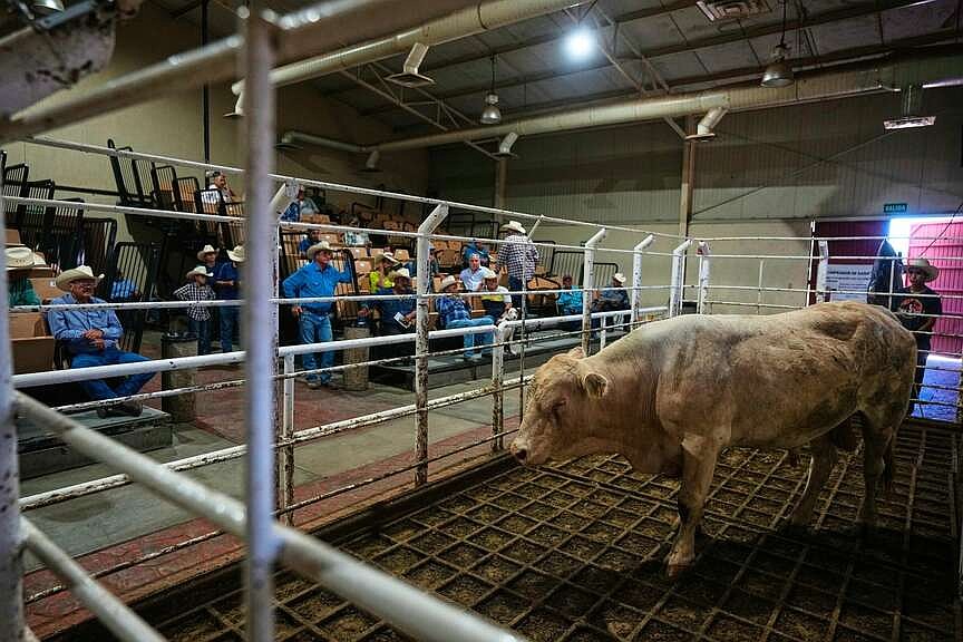 Cattle OK’d to move into N.M.